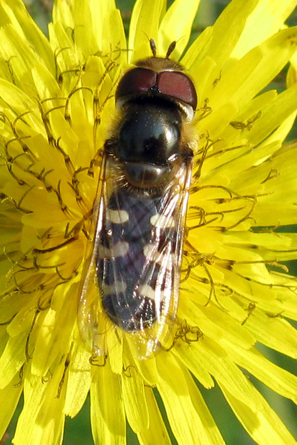 Scaeva pyrastri M e F (Syrphidae)